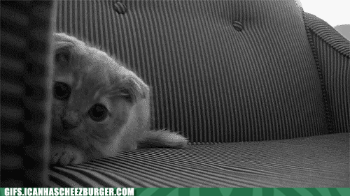 funny-animal-gifs15.gif