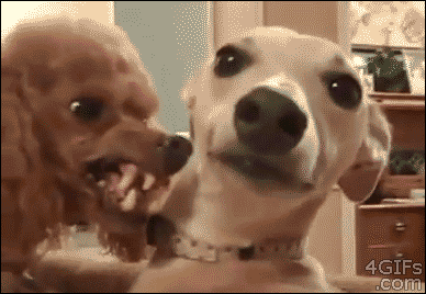 funny-animal-gifs9.gif