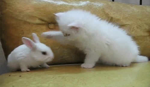 [Image: funny-cat-gifs7.gif]