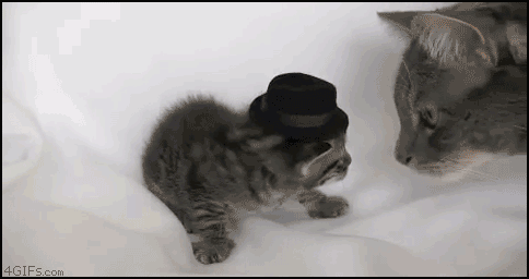 http://www.drodd.com/images10/funny-cat-gifs9.gif
