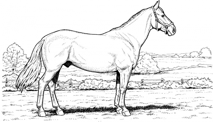 Horse Coloring Pages Dr Odd