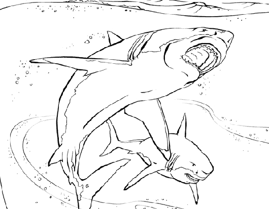 animal coloring pages for teens - photo #16