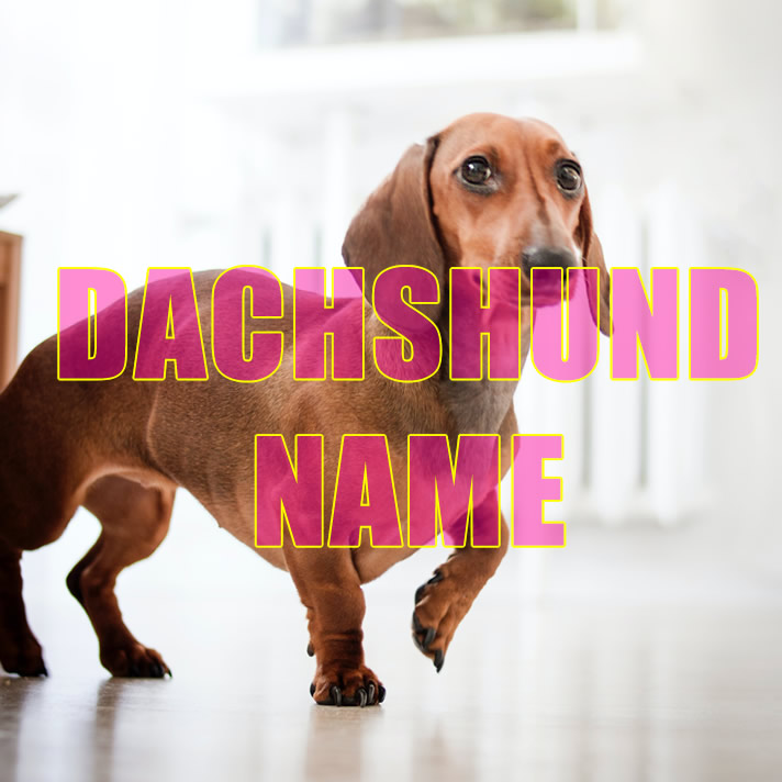 Dachshunds Names   