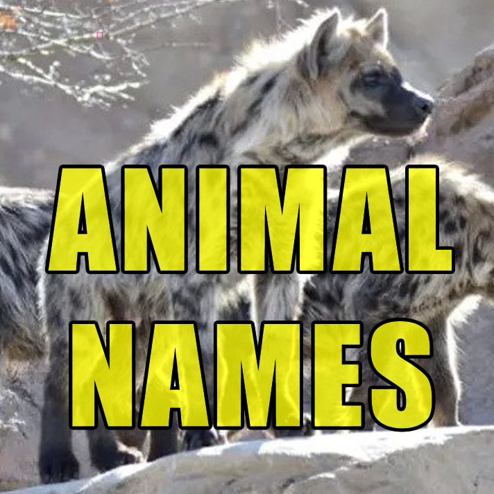 Animal Team Names  
