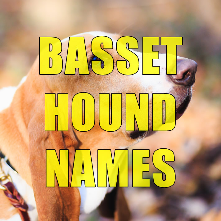 Basset Hound Names 