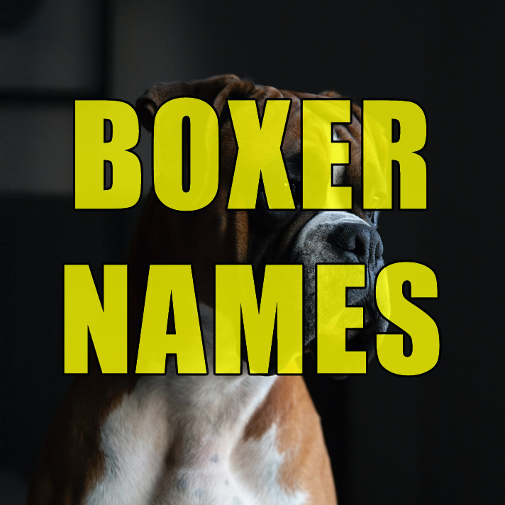 Boxer Names  
