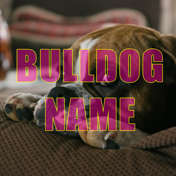 Bulldog Names    