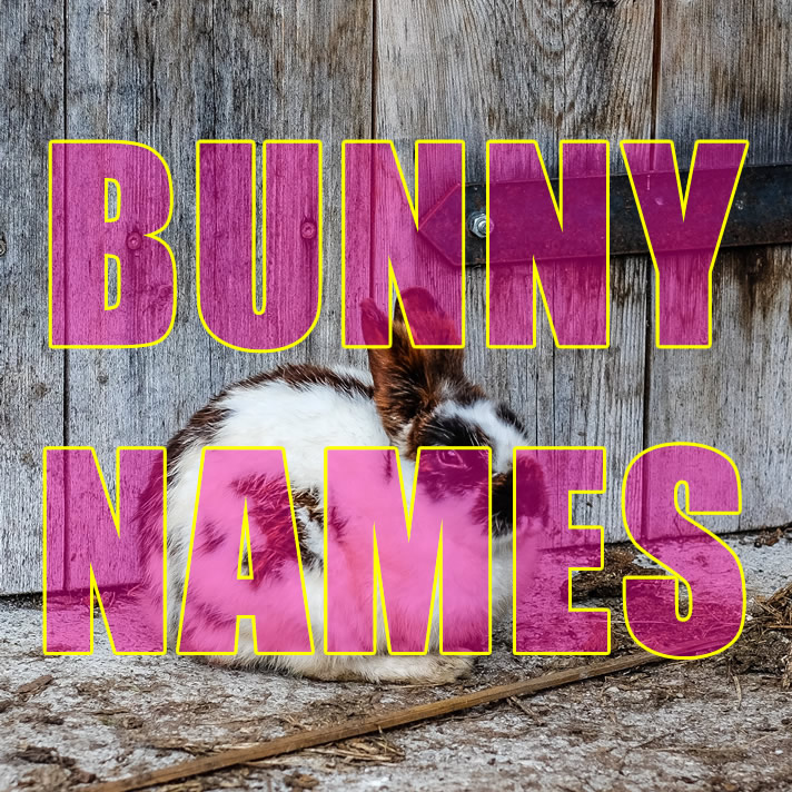 Bunny Names  