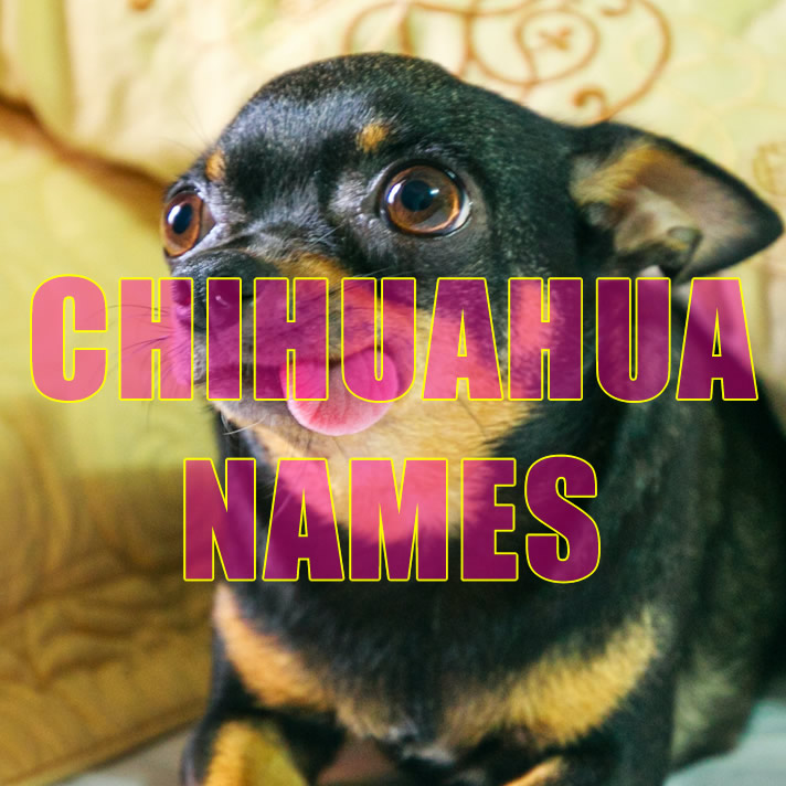 Chihuahua Names  