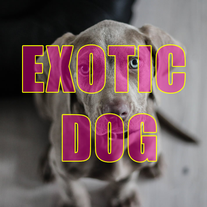 Exotic Female Dog Names    