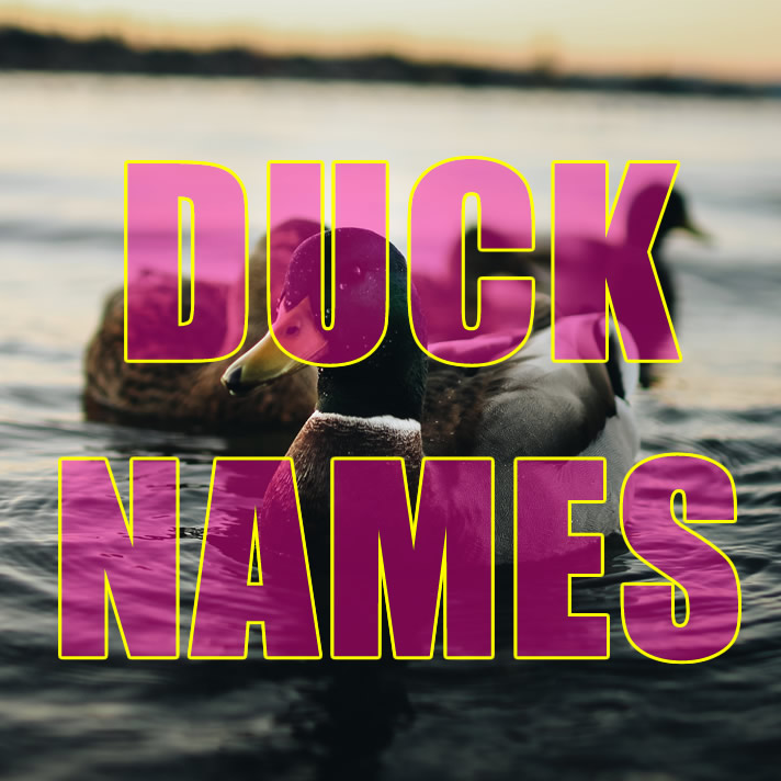Duck Names    