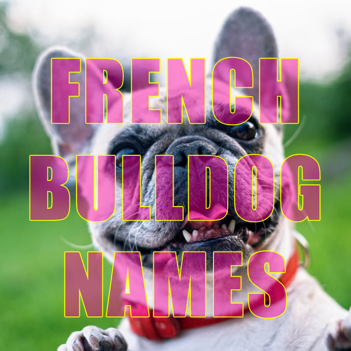French Bulldog Names  
