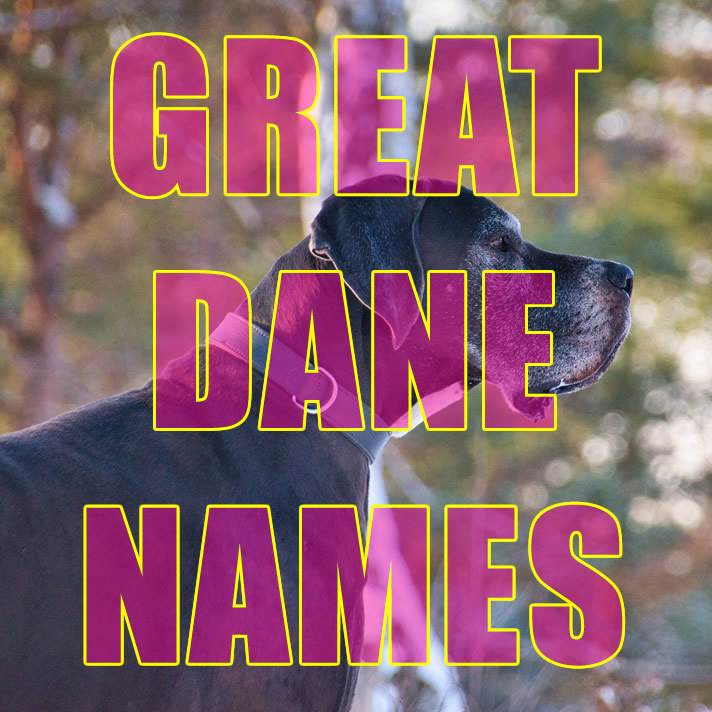 Great Dane Names 