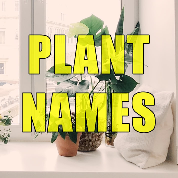 Cute Name for Plants   