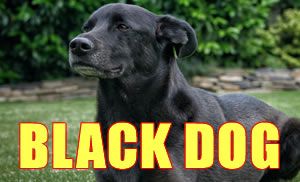 Black Dog Names