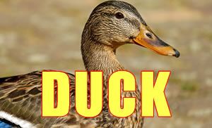 Duck   Names