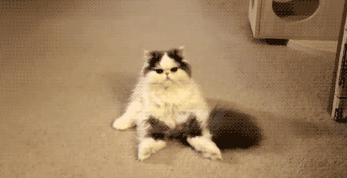 Funny Cat Gifs 2021: Best, Cool, Funny