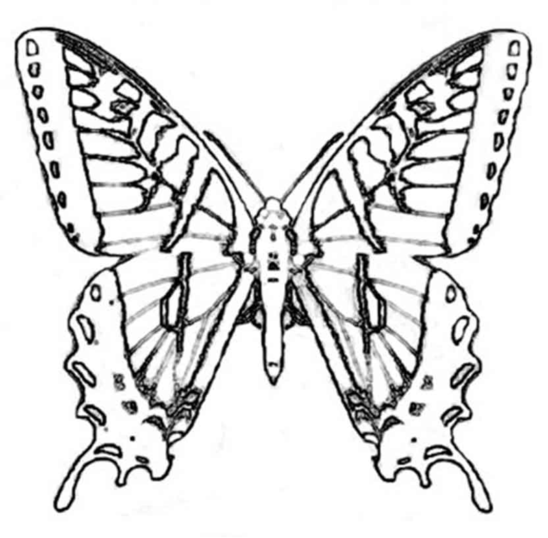 Butterfly Coloring Book Page Adult Butterfly Coloring Book Page Adult