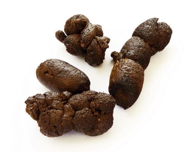 Poop - Best, Cool, Funny