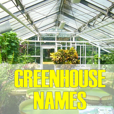 Name